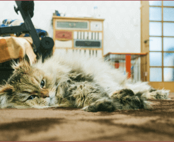 猫のトリミングに必要なこと