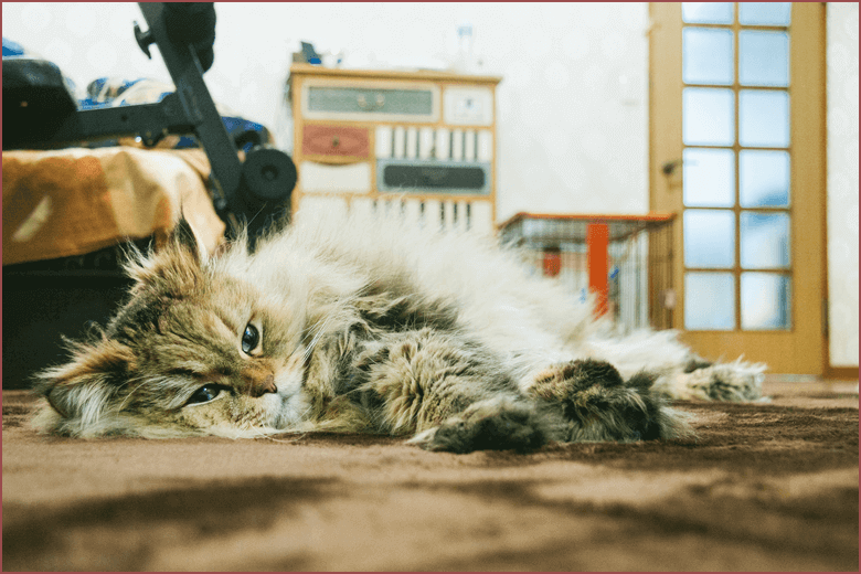 猫のトリミングに必要なこと