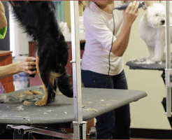 資格のカリキュラムと学べること