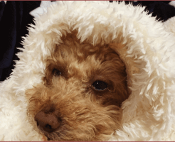 犬のトリミングに大切なこと