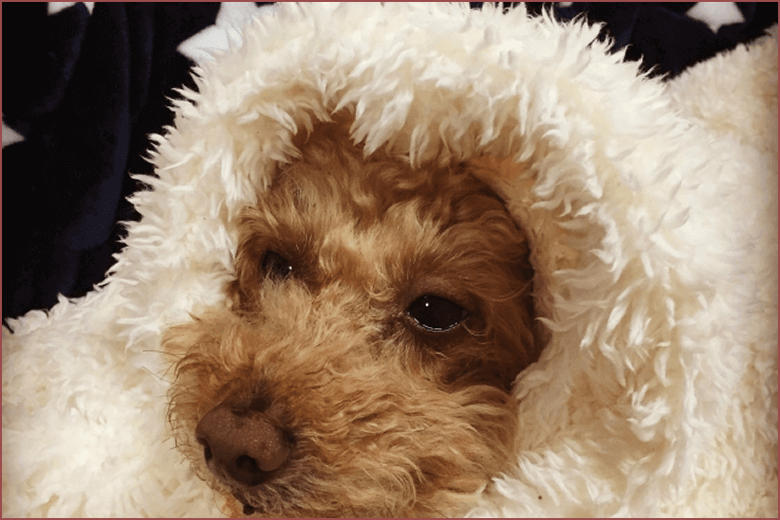 犬のトリミングに大切なこと