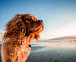 トリマーに求められていること