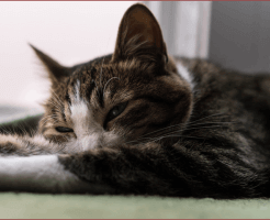 ペットの健康管理と健康維持