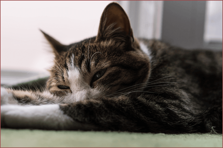 ペットの健康管理と健康維持