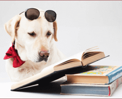 トリマーが稼ぎ出せる金額は？