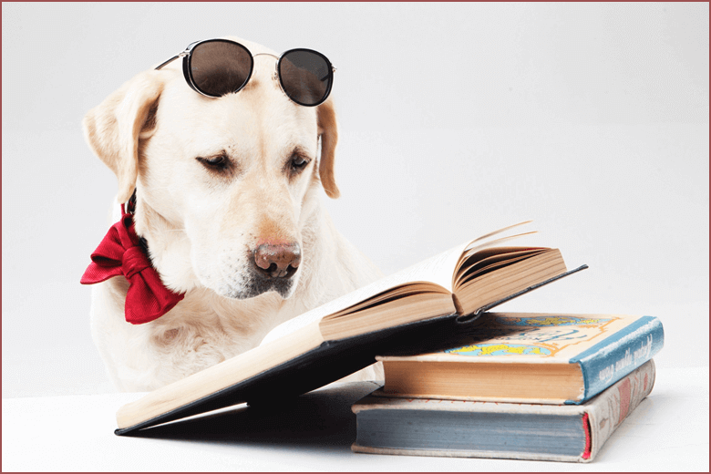 トリマーが稼ぎ出せる金額は？