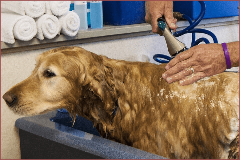 トリマー資格でできる仕事