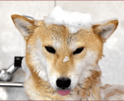 トリマー資格取得に必要な基礎知識