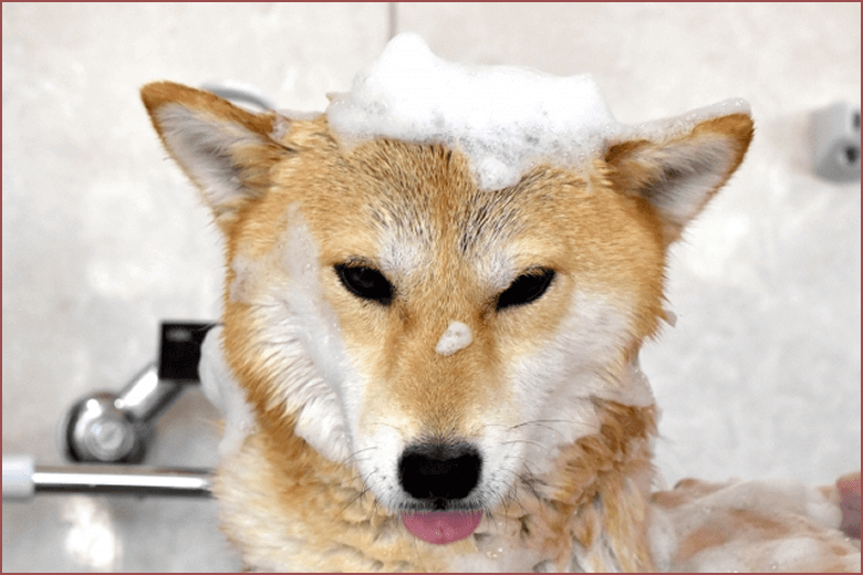 トリマー資格取得に必要な基礎知識