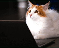 トリミングが必要な動物は？