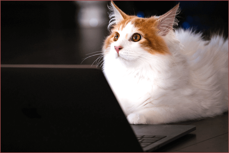 トリミングが必要な動物は？