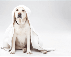 ペットにとってのトリミング