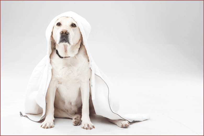 ペットにとってのトリミング