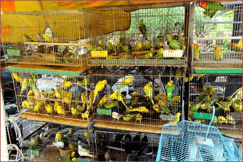 ペットショップで働くのにも役立つ資格