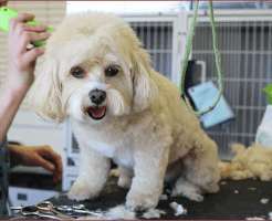 トリマーは専門職なの？