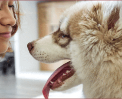 ペットが喜ぶトリミングとは？